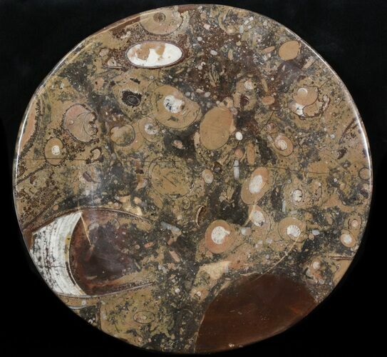 Fossil Orthoceras & Goniatite Plate - Stoneware #40522